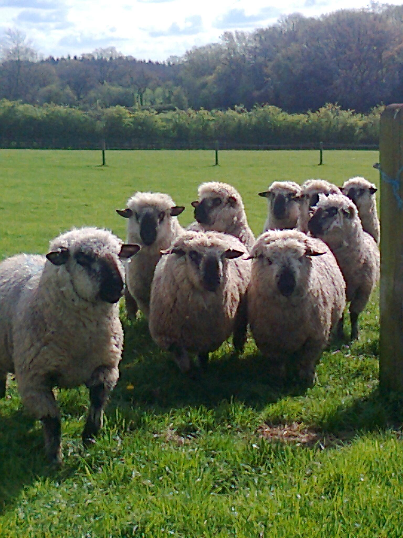 Why Everyone Is Talking About Hampshire Sheep - 7araprm